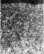 1509525859855514.png blob.png